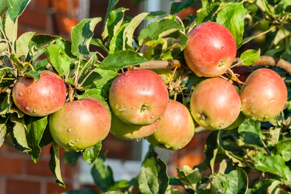 Harvest apples and pears The Secret Garden