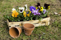 The plants of the month for March are pansies and violas