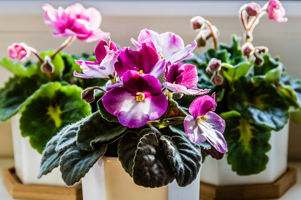 Top 4 beautiful flowering houseplants to grow - The Secret Garden